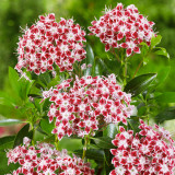 Kalmia latifolia Galaxy