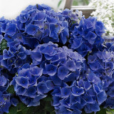 Hydrangea Blue Boogie Woogie