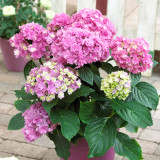 Hydrangea 'You and me Together' Pink