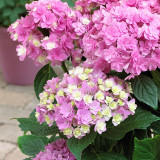 Hydrangea 'You and me Together' Pink