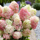 Hydrangea pan. Diamand Rouge