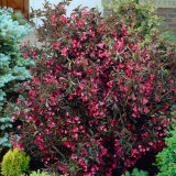 Weigela florida 'Alexandra'