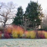 Cornus Coloured Stem Mix