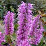 Elsholtzia stautonii