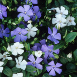Vinca Mix
