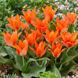 Tulip Orange Toronto