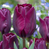 Tulip Purple Lady