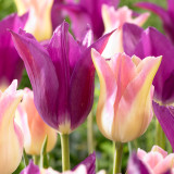 Tulip Purple Lady