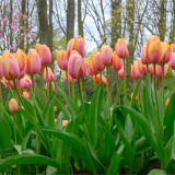 Tulip Tropical Impression Tulip Tropical Impression