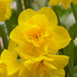 Narcissus 'Golden Delicious'