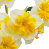 Narcissus 'Life is Good'