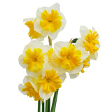 Narcissus 'Life is Good'