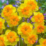 Narcissus 'Slice of Life' Narcissus 'Slice of Life'