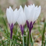 Crocus vernus albiflorus