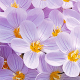 Crocus pulchellus