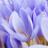 Crocus pulchellus 'Zephyr'