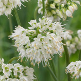 Allium Cernuum 'White Dwarf'