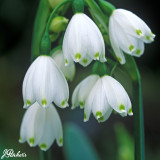 Leucojum aestivum 'Gravetye Giant