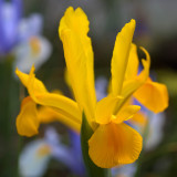 Iris 'Mickey Gold'