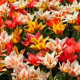 Tulip Greigii Multiflowered Canada Mix Tulip Greigii Multiflowered Canada Mix