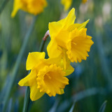 Narcissus 'Brabazon' Narcissus 'Brabazon'