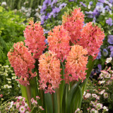 Hyacinth 'Sweet Invitation' 16/17cm Hyacinth 'Sweet Invitation' 16/17cm