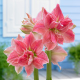 Amaryllis 'Sweet Nymph' Amaryllis 'Sweet Nymph'
