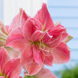 Amaryllis 'Sweet Nymph'