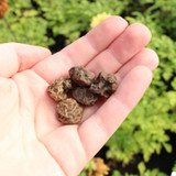 Anemone 'The Bride' 4/5cm