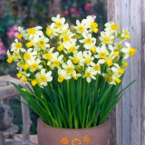 Narcissus 'Spring Sunshine'