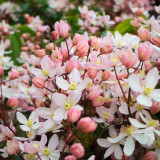 Clematis armandii 'Apple Blossom'