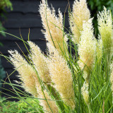 Cortaderia selloana Tiny Pampa