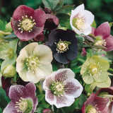 Helleborus 'Single Black' Helleborus 'Single Black'