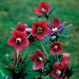 Helleborus 'Single Red'