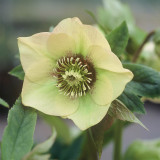 Helleborus 'Single Yellow'