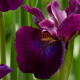 Iris sibirica 'Devils Dream'