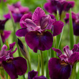Iris sibirica 'Devils Dream'