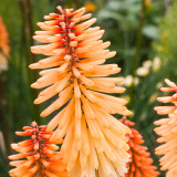 Kniphofia 'Tawny King'