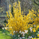 Forsythia intermedia 'Lynwood'