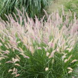 Pennisetum alopecuroides 'Little Bunny'