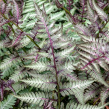 Athyrium niponicum 'Red Beauty' Athyrium niponicum 'Red Beauty'