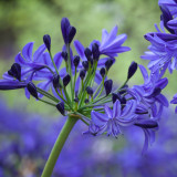 Agapanthus 'Northern Star'