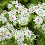 Astrantia major 'Alba' Astrantia major 'Alba'