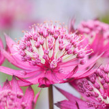 Astrantia major 'Ruby Cloud'