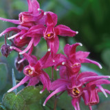 Epimedium 'Crimson Beauty'