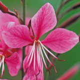 Gaura lindheimeri 'Siskiyou Pink'