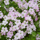 Geranium 'Dreamland' Geranium 'Dreamland'