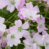 Geranium 'Dreamland' Geranium 'Dreamland'