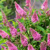 Buddleja davidii Butterfly Candy Little 'Bubblegum' (Pink)