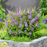 Buddleja davidii Butterfly Candy Little 'Lavender' (Lilac)